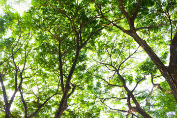 Obraz premium Sunlight filters through dense green leaves. Twisting tree branches stretch toward the sky. Dappled light creates a soft, natural glow. Vibrant foliage suggests a thriving, peaceful forest
