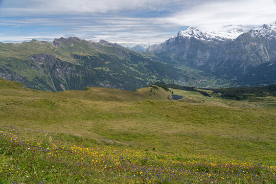 Alpine Wildflower Meadow Above the Grindelwald Valley
