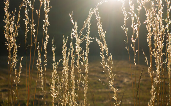 Grass glowing in sunset light. Wild grass