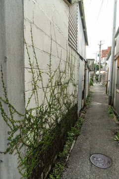 通りの壁にツタが張り付く古い町の路地裏の細い道