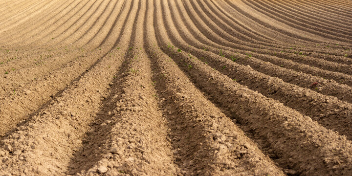 Ploughed farm field with converging furrows. Soil cultivated farmland