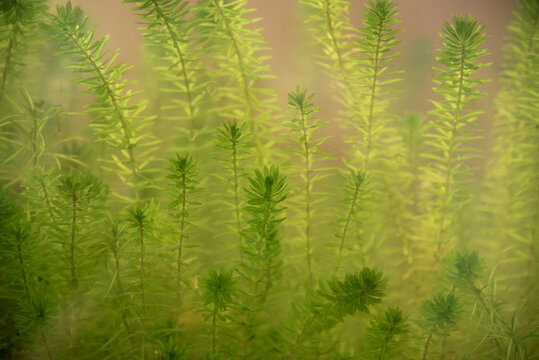 水槽越しの水草のマヤカ
