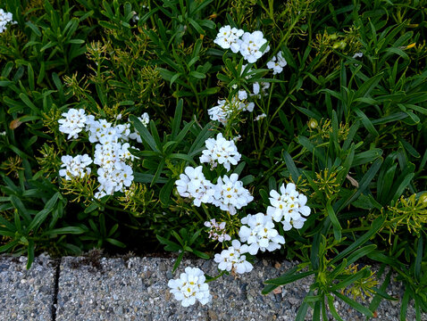 Evergreen Candytuft (Iberis sempervirens) Blooming Along Stone Border