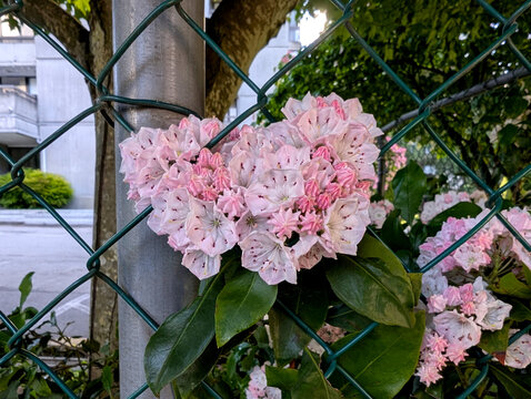 Close-Up of Pink Mountain Laurel (Kalmia latifolia) Blooms Framing Chain Link Fence Post