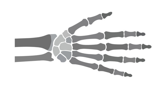 Human hand skeleton anatomy with carpal bones and phalanges flat vector illustration for orthopedic clinical education