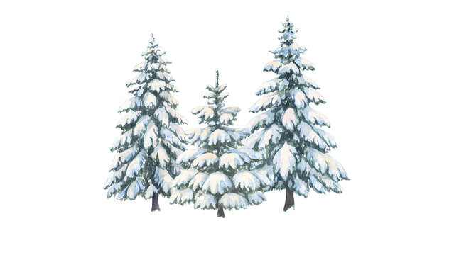 Watercolor snowy pine trees illustration, winter evergreen forest elements, hand painted spruce trees with snow isolated on white background