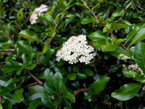 Scarlet Firethorn (Pyracantha coccinea) Clusters Blooming on Shrub