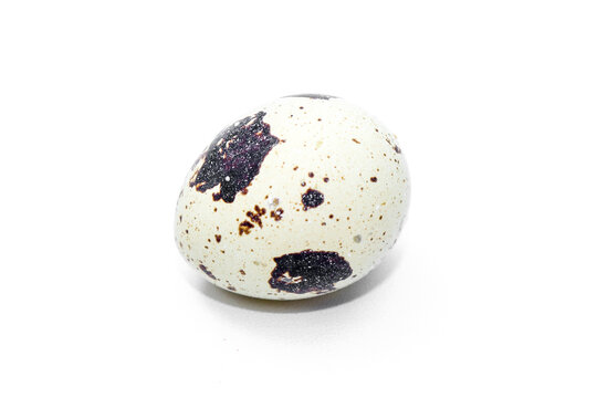 A speckled quail egg isolated on a white background. Fresh natural eggs with distinctive brown