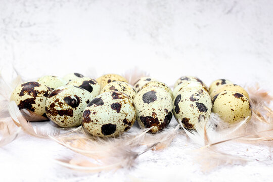 A collection of speckled quail eggs surrounded by soft quail feathers on a white textured background. Animal protein. Useful healthy food and products
