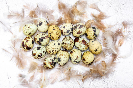 A collection of speckled quail eggs surrounded by soft quail feathers on a white textured background. Animal protein. Useful healthy food and products