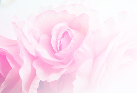 Soft focus close up of delicate pink rose petals with high key bright light background.