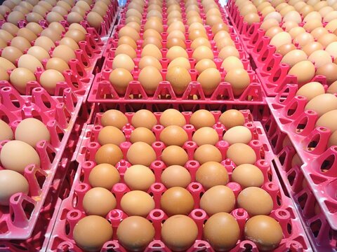 High angle view of fresh chicken eggs stacked in red plastic crates