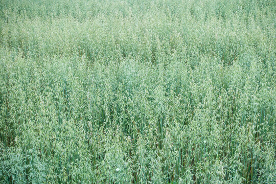 Fresh green oat field growing in summer. Young oat
