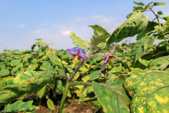 Healthy green eggplant plants growing in fertile agricultural soil, illustrating vegetable farming, crop cultivation, irrigation management