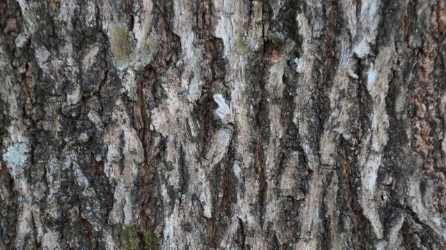 Rough Tree Bark Texture with Irregular Vertical Patterns and Natural Growth