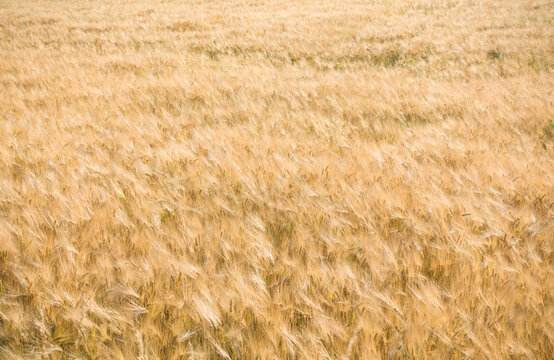 Ripe barley field ready for harvest. Natural yellow background