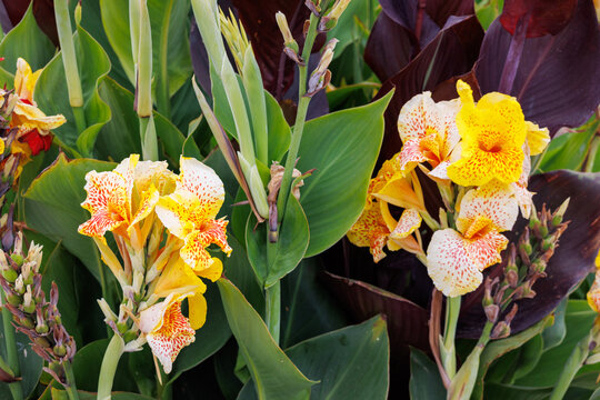 Bright yellow flowers speckled with red spots and vibrant green leaves of Canna generalis or Yellow King Humbert Picasso