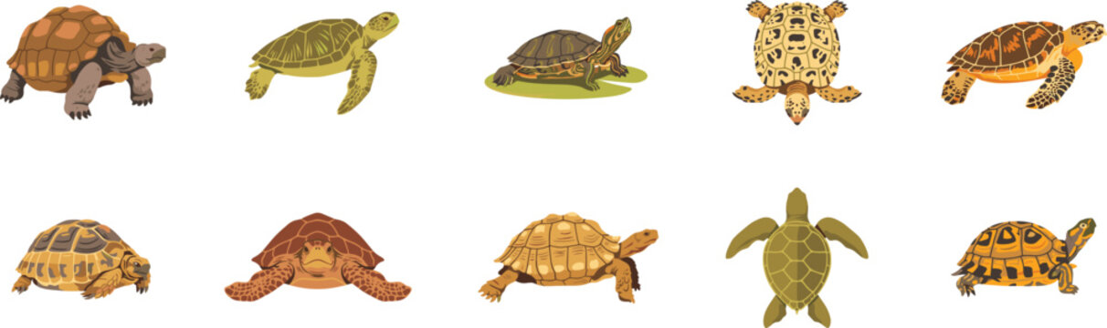Turtle and Tortoise Species Icon Set with Sea Turtles Terrapins and Land Tortoises for Wildlife Conservation Education and Marine Nature Graphic Designs