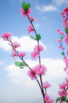 Pink cherry blossom branches against bright blue sky with white clouds background.