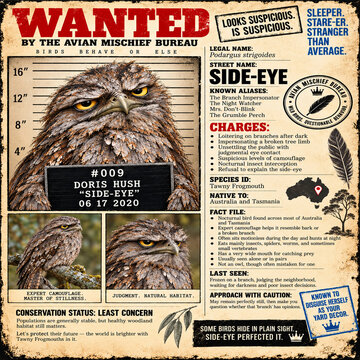 Funny Tawny Frogmouth Side Eye Vintage Wanted Poster