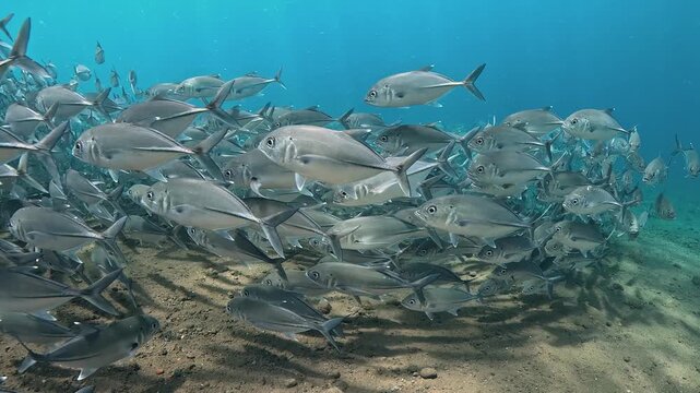 Bigeye trevally (Caranx sexfasciatus) forming a dramatic schooling tornado in open water near Tulamben, Bali. 4K UHD slow-motion underwater footage