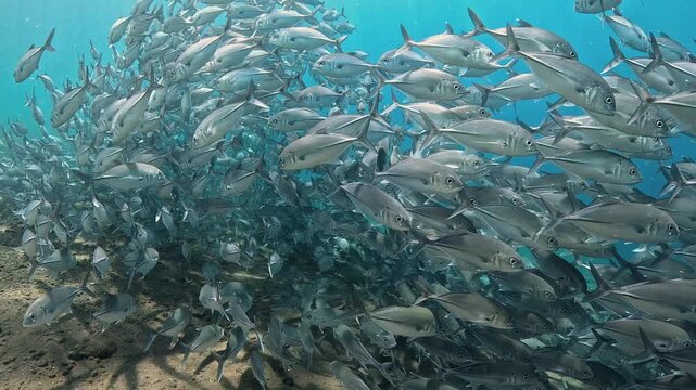 Bigeye trevally (Caranx sexfasciatus) forming a dramatic schooling tornado in open water near Tulamben, Bali. 4K UHD slow-motion underwater footage