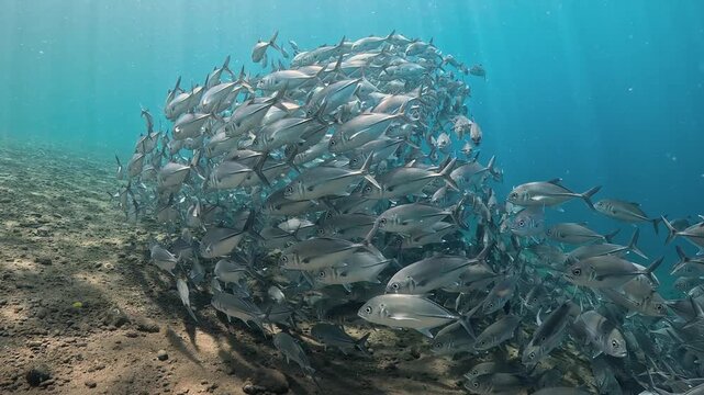 Bigeye trevally (Caranx sexfasciatus) forming a dramatic schooling tornado in open water near Tulamben, Bali. 4K UHD slow-motion underwater footage