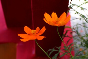 Two vibrant orange cosmos flowers with slender green stems and delicate petals against a red © M Halim Abduh