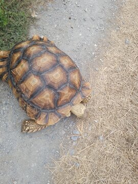 Large African spurred tortoise walking on ground dirt and dry grass outdoor   