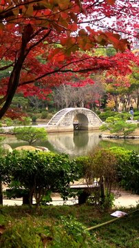 【縦動画】紅葉と池のある日本庭園の風景　広島 縮景園の秋 4K