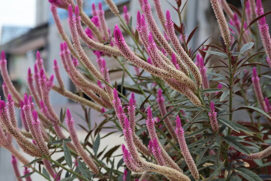 Beautiful Boroco Celosia argentea flowering plant with vibrant blooms growing naturally in tropical gardens