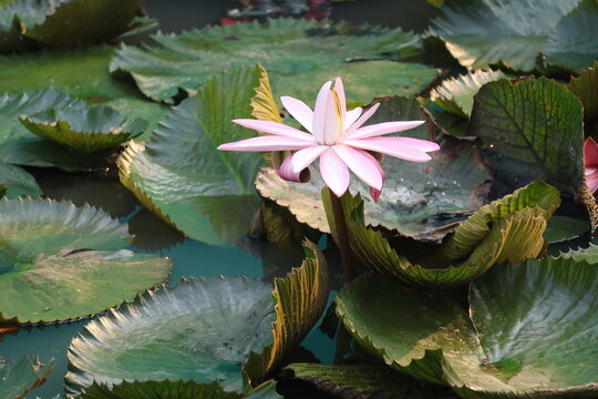 Beautiful pink water lily blooming gracefully above tranquil pond water surface