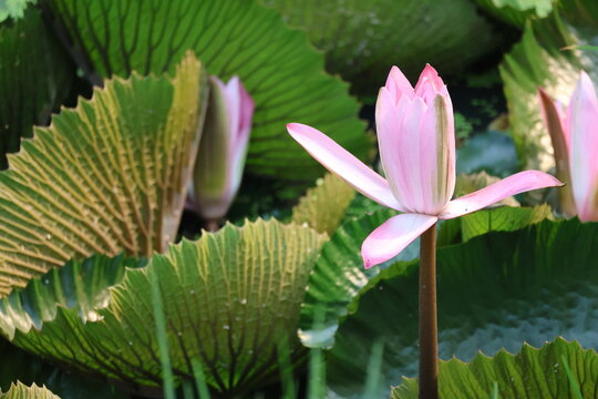 Beautiful pink water lily blooming gracefully above tranquil pond water surface