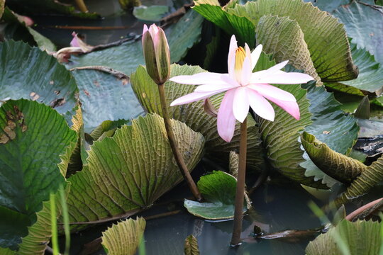 Beautiful pink water lily blooming gracefully above tranquil pond water surface