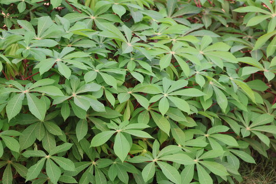 Healthy cassava plant with lush green leaves growing naturally in fertile soil under tropical sunlight