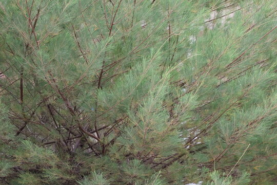 Beautiful Acacia tree growing naturally with lush green foliage
