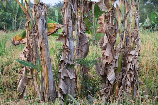 Dry banana leaf hanging naturally from tree, showing weathered texture and brown aging