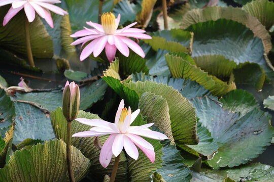 Beautiful pink water lily blooming gracefully above tranquil pond water surface