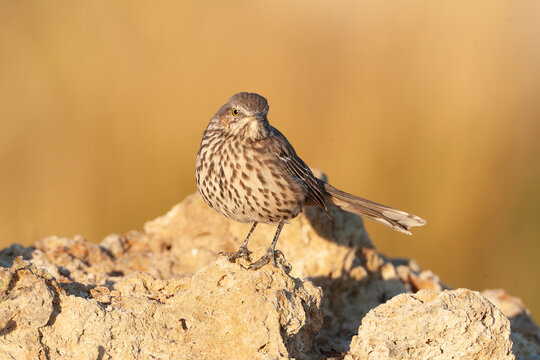 Sage thrasher, Oreoscoptes montanus