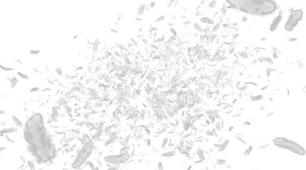 Assorted white gray and speckled brown feathers scattered and falling in various sizes for design use in PNG, Transparent and Black Background Versions © Seven