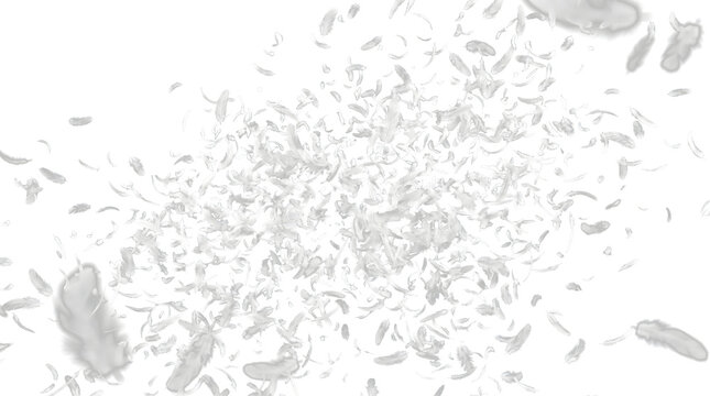 Assorted white gray and speckled brown feathers scattered and falling in various sizes for design use in PNG, Transparent and Black Background Versions