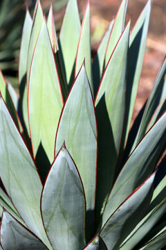 A striking close-up of a Blue Glow Agave showing sharp, pale green leaves edged with distinct red margins