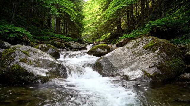 A lush green forest stream flows over mossy rocks with dappled sunlight creating a serene natural atmosphere