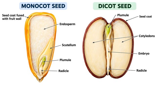 
Monocot and Dicot Seed Structure Comparison Diagram