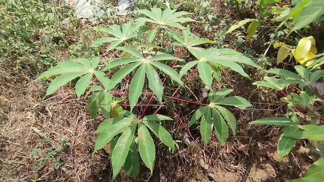 Fresh green cassava leaves with red stems growing in the garden