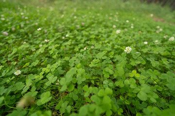 Grass on the glade  © avtk