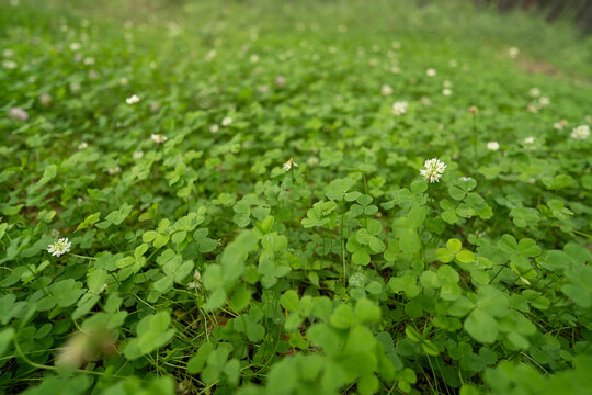 Grass on the glade 