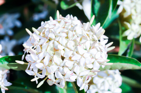 Ixora finlaysoniana Wall ex G Don , RUBIACEAE or Siamese White Ixora or Ixora ebarbata Craib or Ixora lucida R Br ex Hook f or white flower