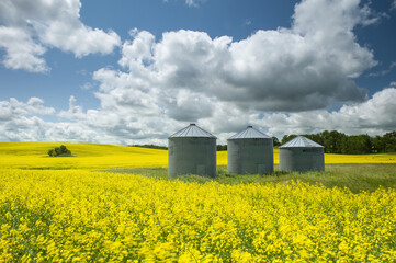 old grain bins in a bloom stage canola field © Dave