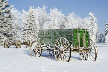 old wagon in the snow with hoarfrost on trees © Dave